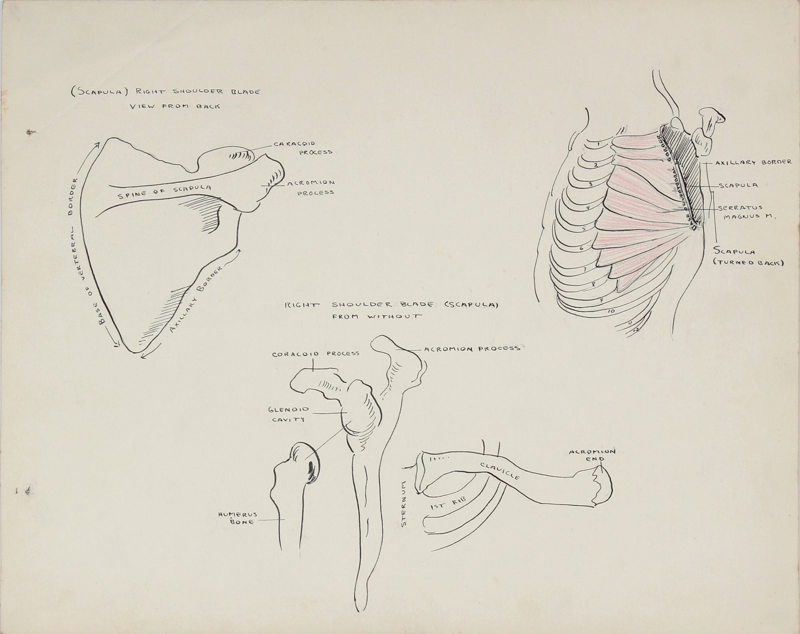 Academic Skeletal Study<br>1950s Mixed Media on Paper<br><br>#41365