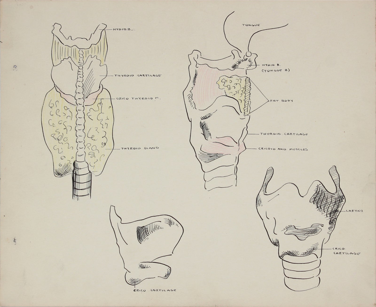 Academic Thorax Study <br> 1950s Mixed Media on Paper <br><br>#41367