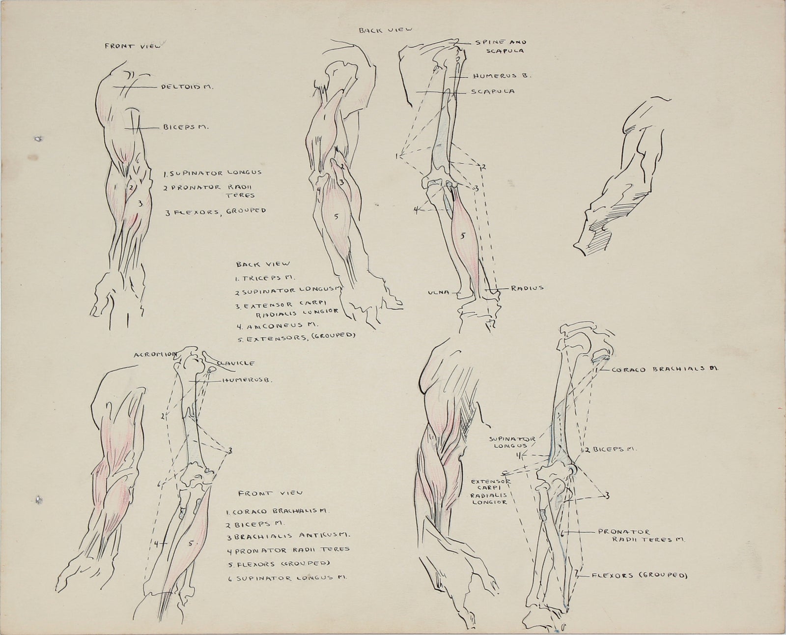 Academic Bicep Study <br> 1950s Mixed Media on Paper <br><br>#41368