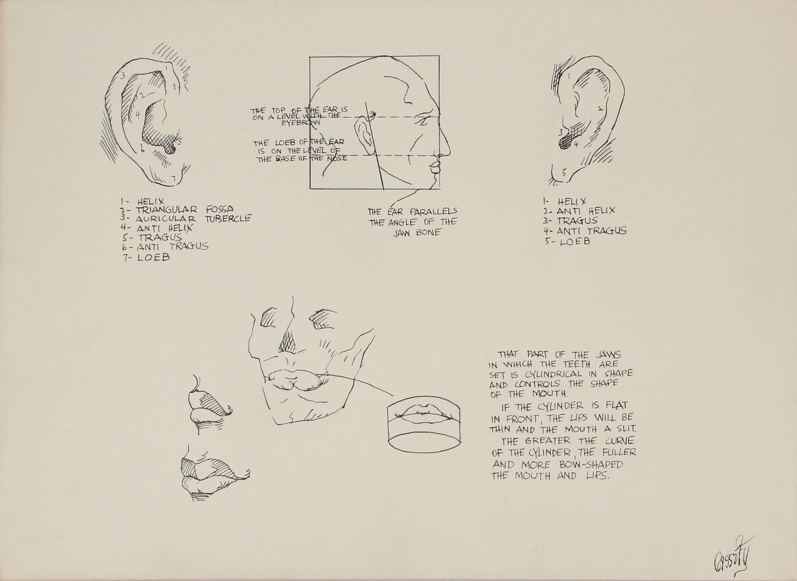 Anatomical Ear Drawing<br>1950s Ink & Graphite <br><br>#41369