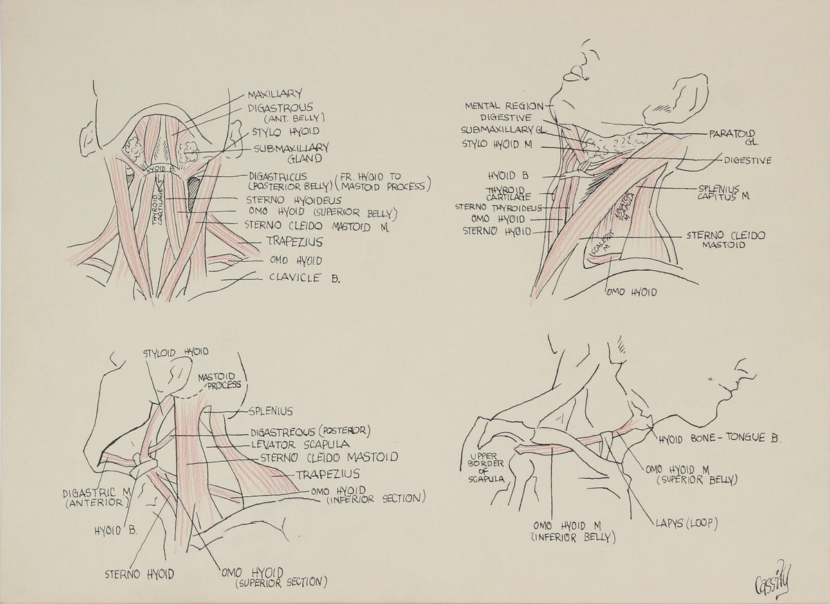 Detailed Anatomical Neck Study &lt;br&gt;Mid 20th Century Ink &amp; Colored Pencil &lt;br&gt;&lt;br&gt;#41370