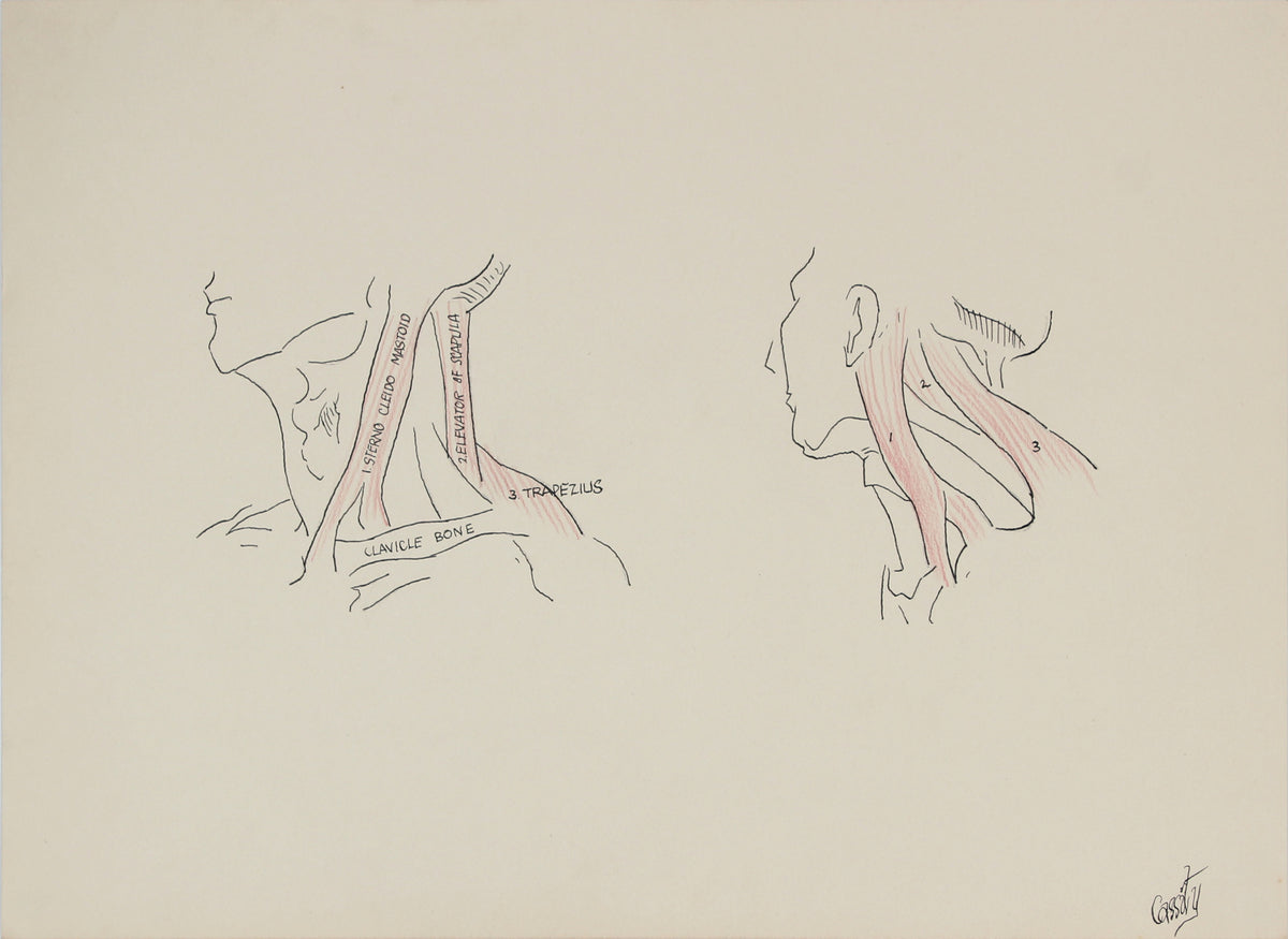 Throat &amp; Neck Anatomical Drawing &lt;br&gt;1950s Ink &amp; Colored Pencil &lt;br&gt;&lt;br&gt;#41371