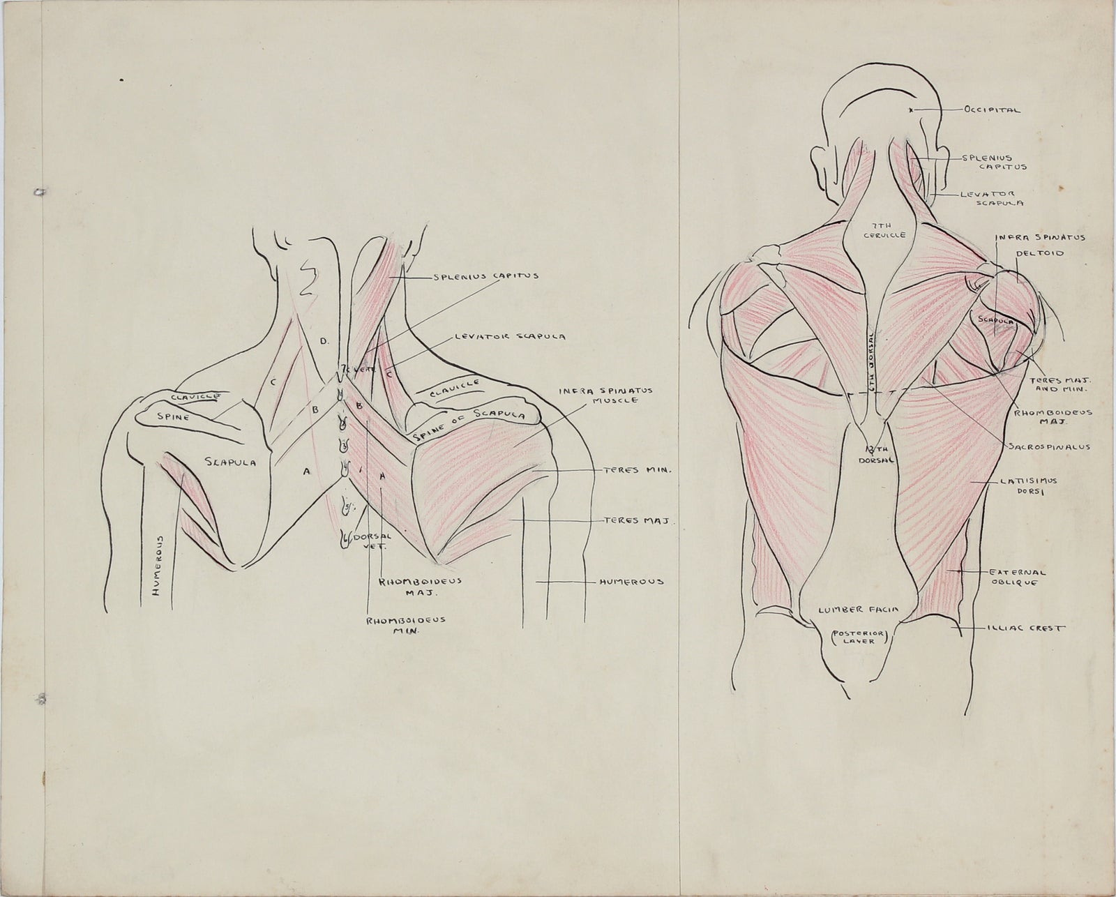 Back Musculature Anatomical Drawing<br>1950s Ink & Graphite <br><br>#41374