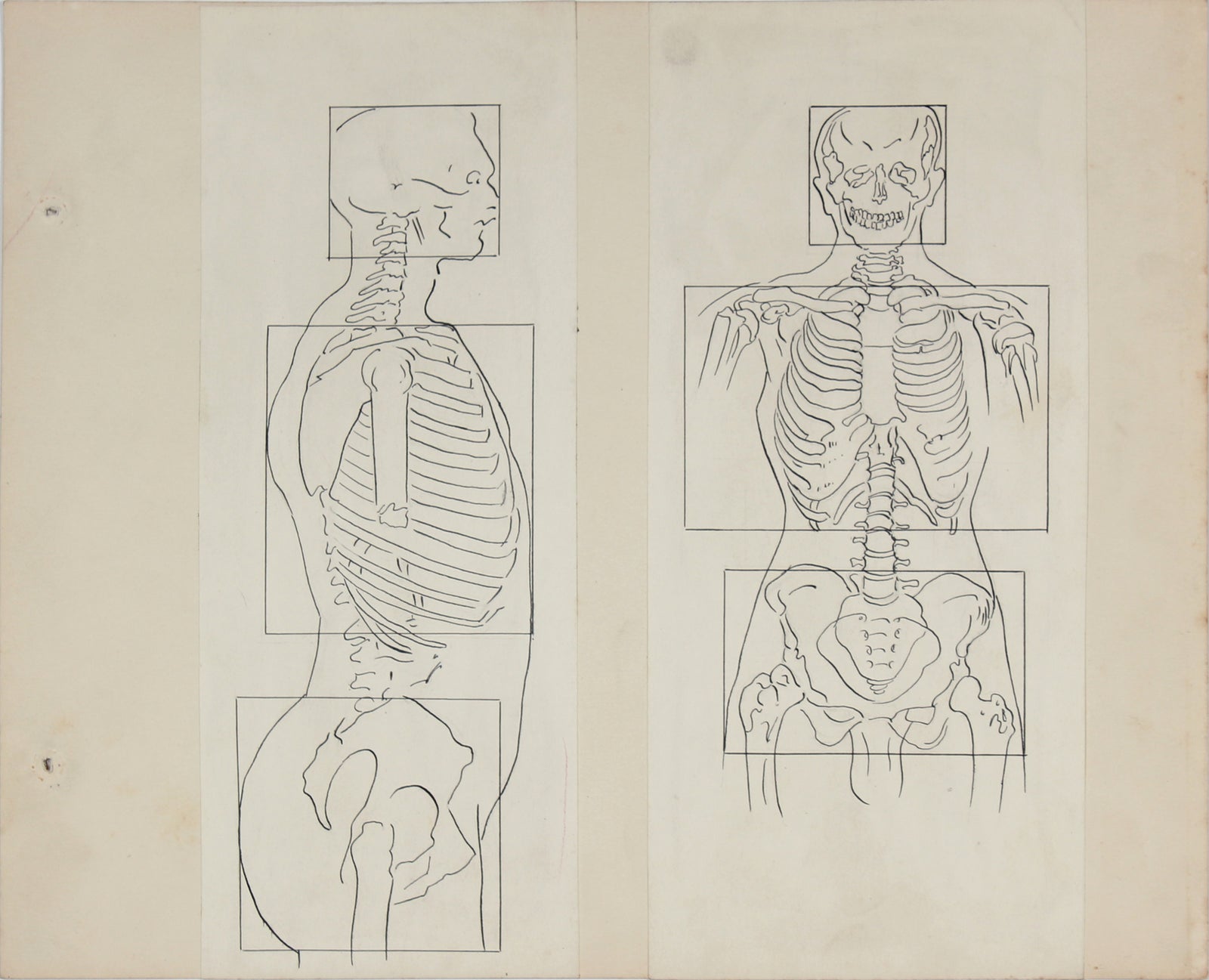 Academic Skeletal Torso Study <br>1950s Ink & Graphite <br><br>#41375