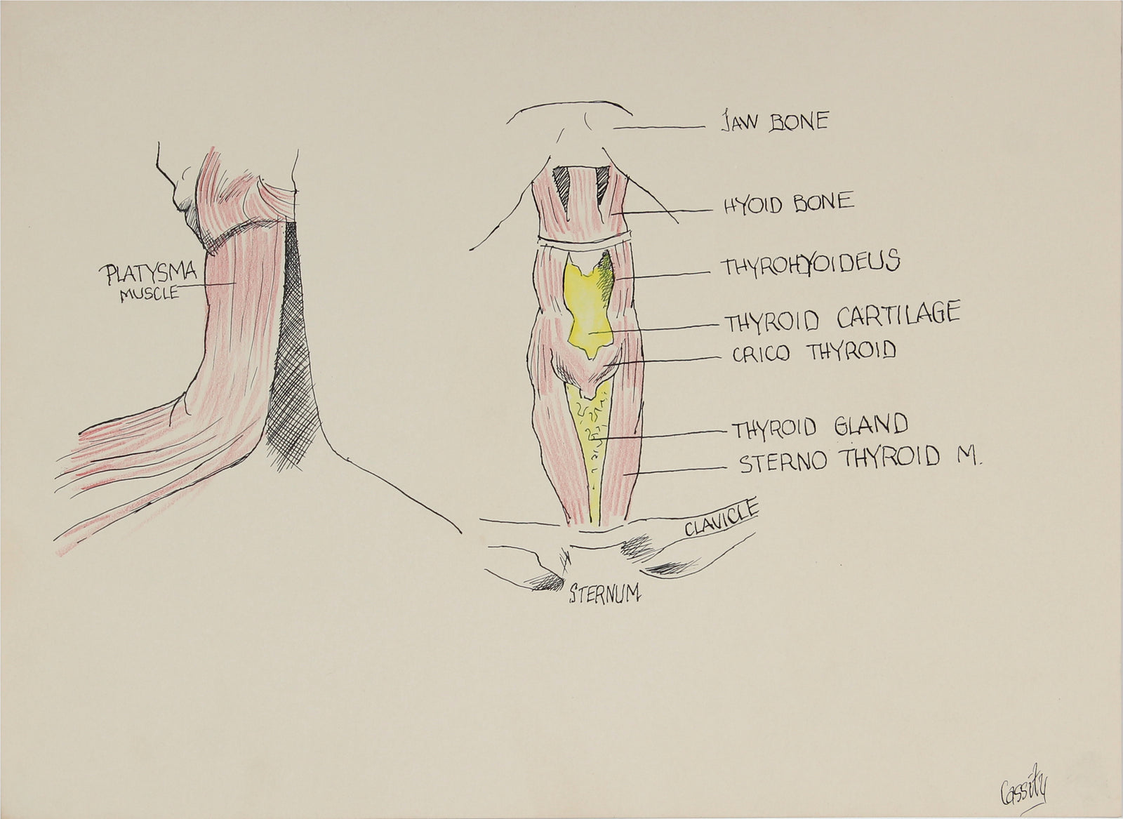 Anatomical Breakdown of the Neck <br>Mid 20th Century Ink & Colored Pencil <br><br>#41380