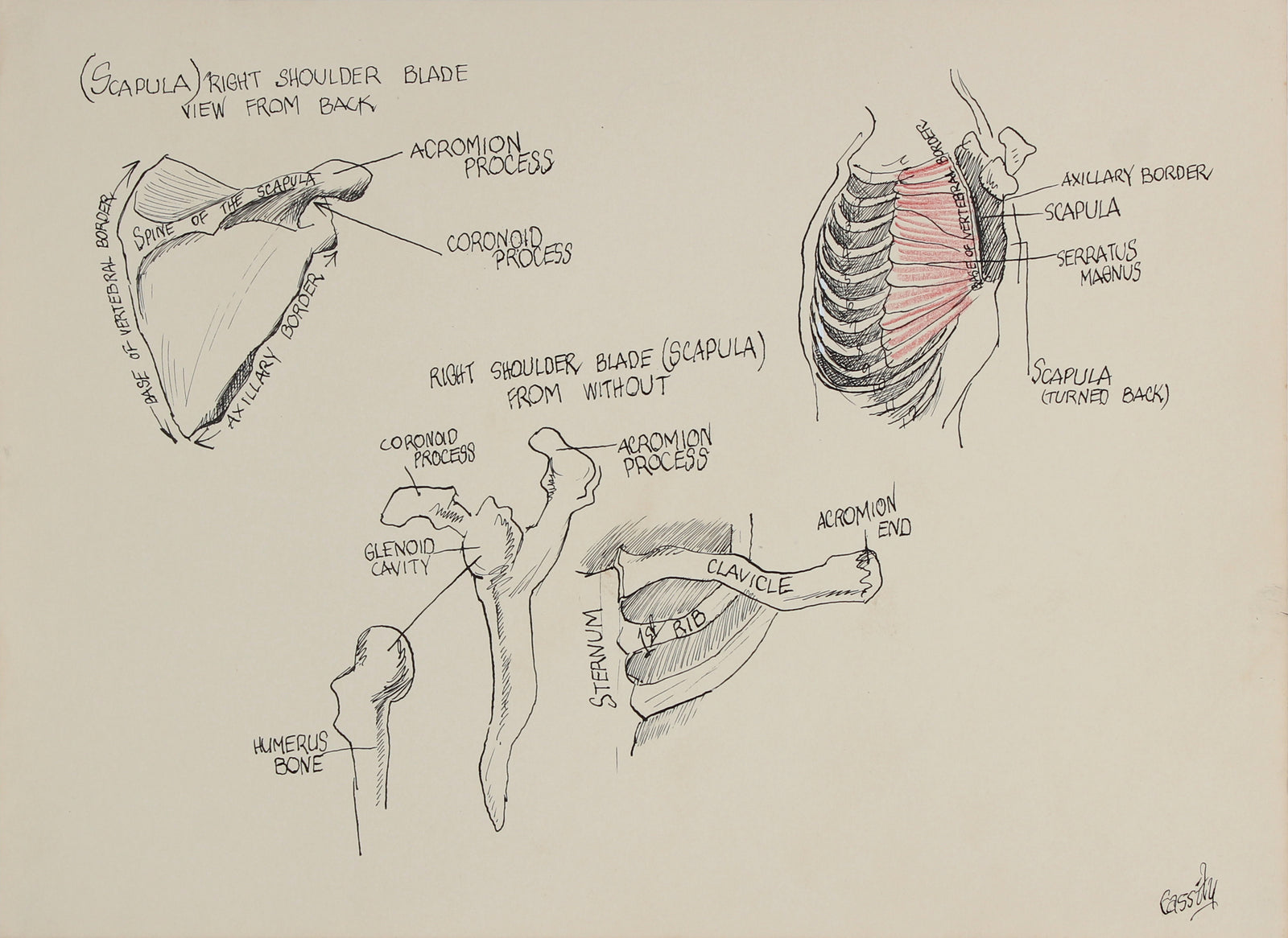 Anatomical Shoulder Blade Study <br>1950s Ink & Colored Pencil <br><br>#41388