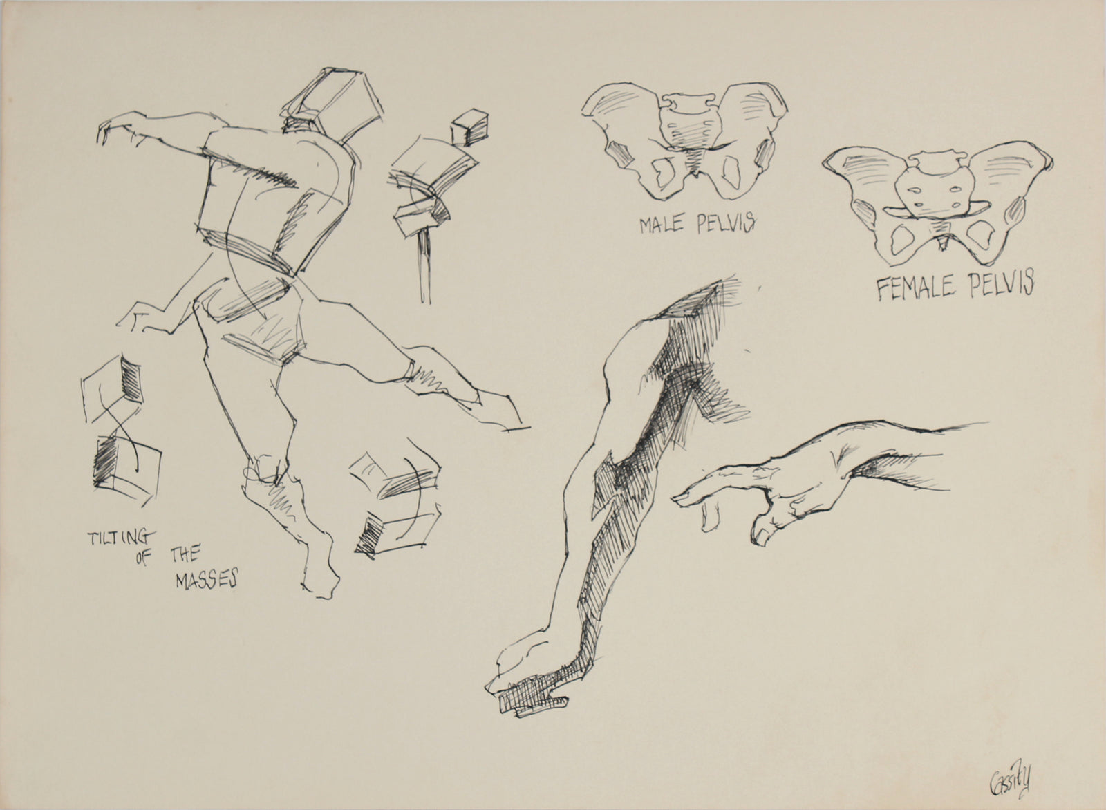 Academic Pelvis Study <br>1950s Ink <br><br>#41389