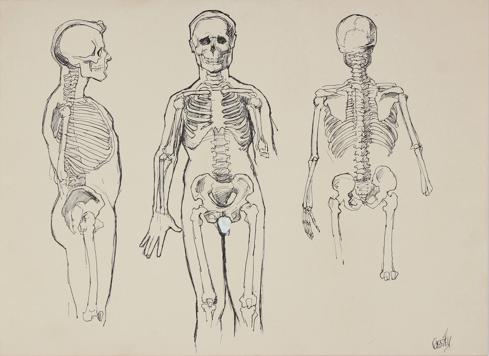 Anatomical Skeleton Study <br>1950s Ink <br><br>#41392