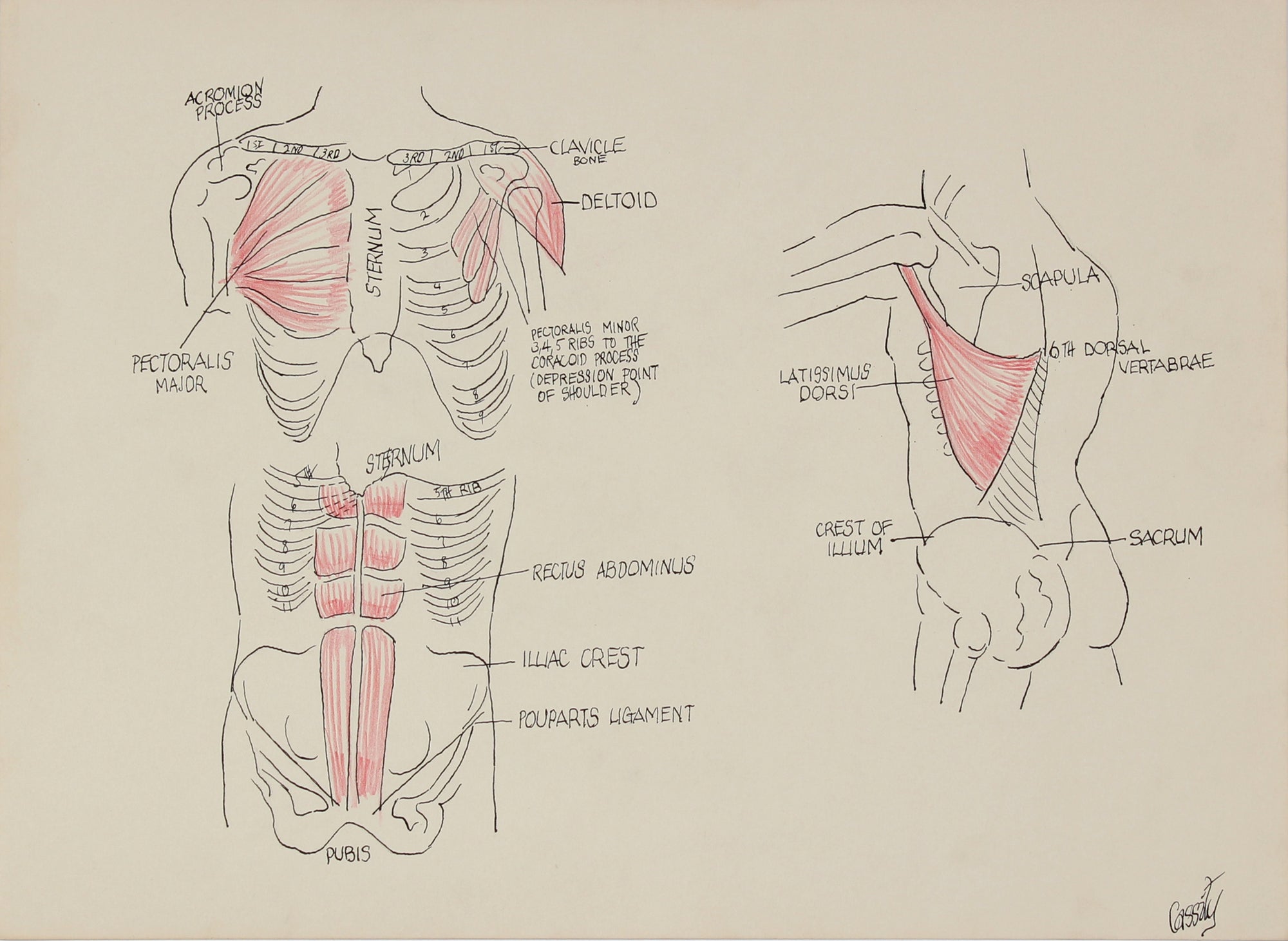 Musculature of the Torso -  Study <br>1950s Ink & Colored Pencil <br><br>#41393
