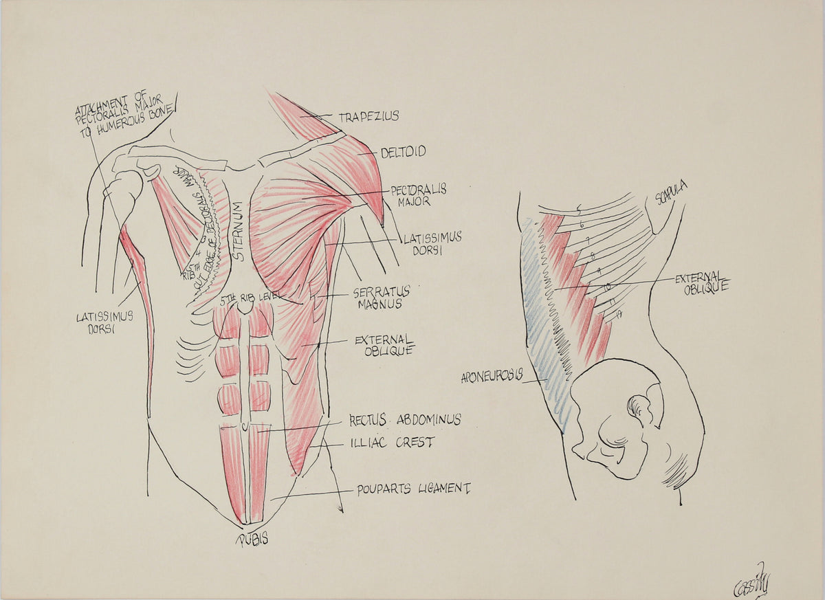 Academic Abdomen Muscular Study &lt;br&gt;1950s Ink &amp; Colored Pencil &lt;br&gt;&lt;br&gt;#41395