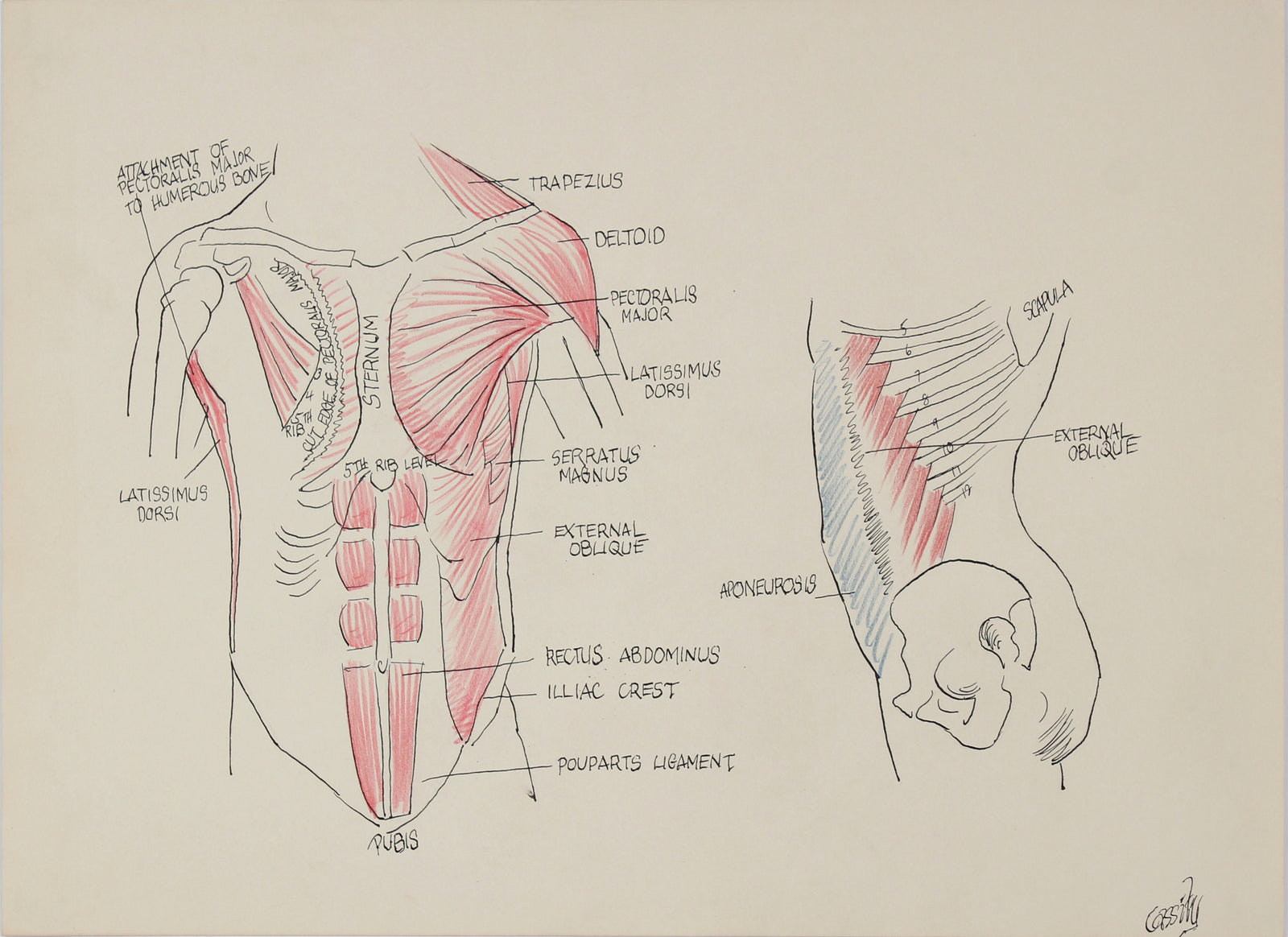Academic Abdomen Muscular Study <br>1950s Ink & Colored Pencil <br><br>#41395