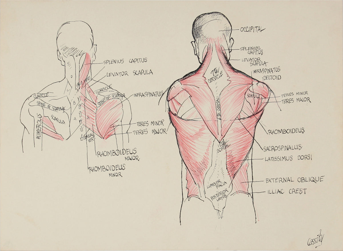 Muscles of the Back - Study &lt;br&gt; 1950s Ink &lt;br&gt;&lt;br&gt;#41397