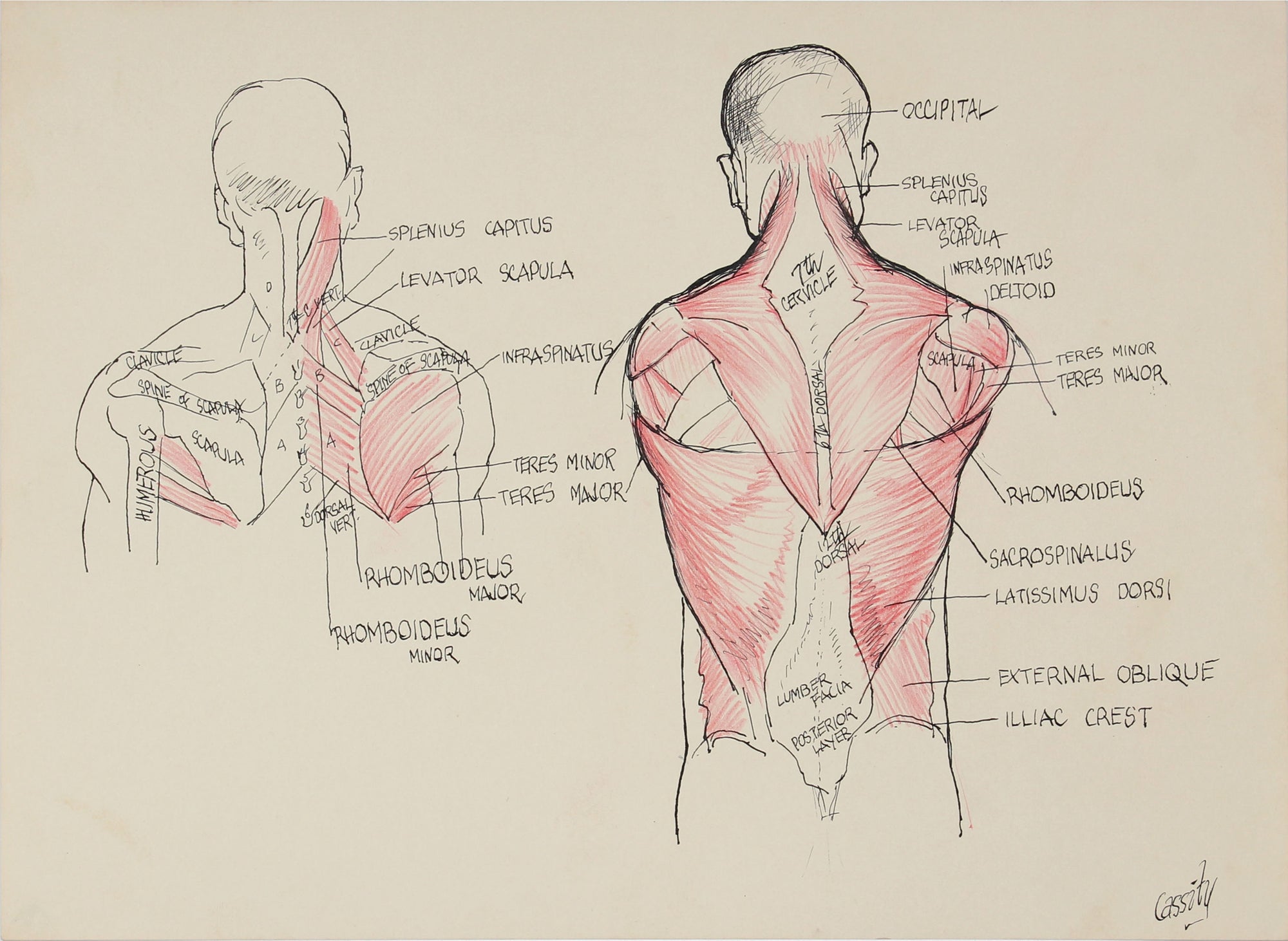 Muscles of the Back - Study <br> 1950s Ink <br><br>#41397
