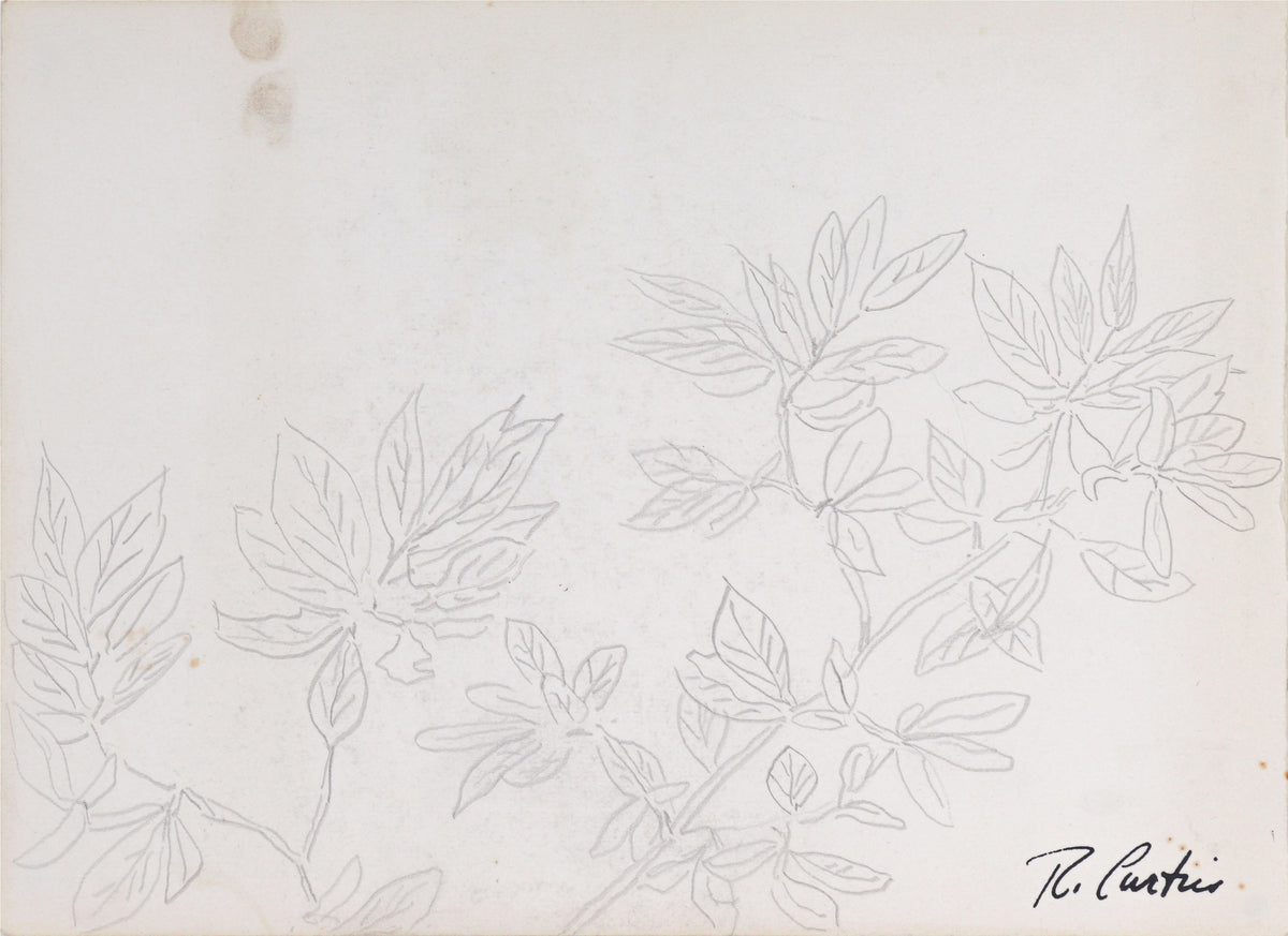 Simple Botanical Drawing&lt;br&gt;Mid Century Graphite&lt;br&gt;&lt;br&gt;#5322