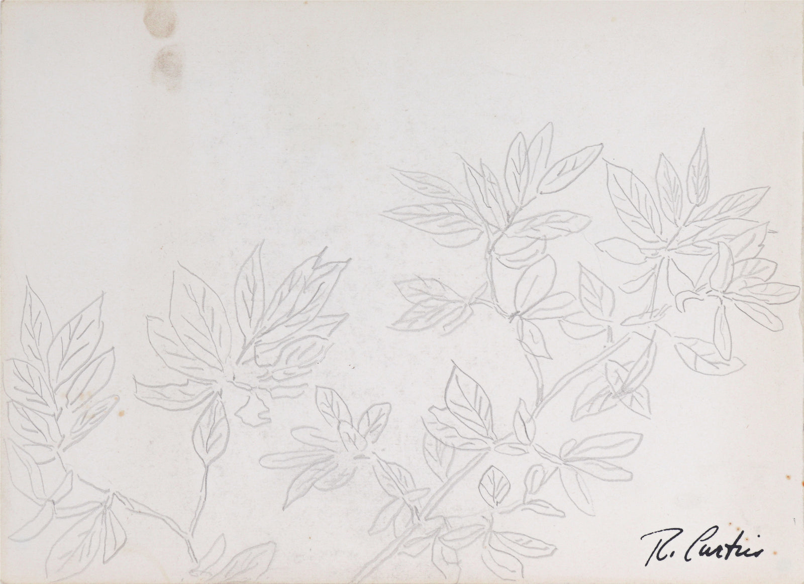 Simple Botanical Drawing<br>Mid Century Graphite<br><br>#5322