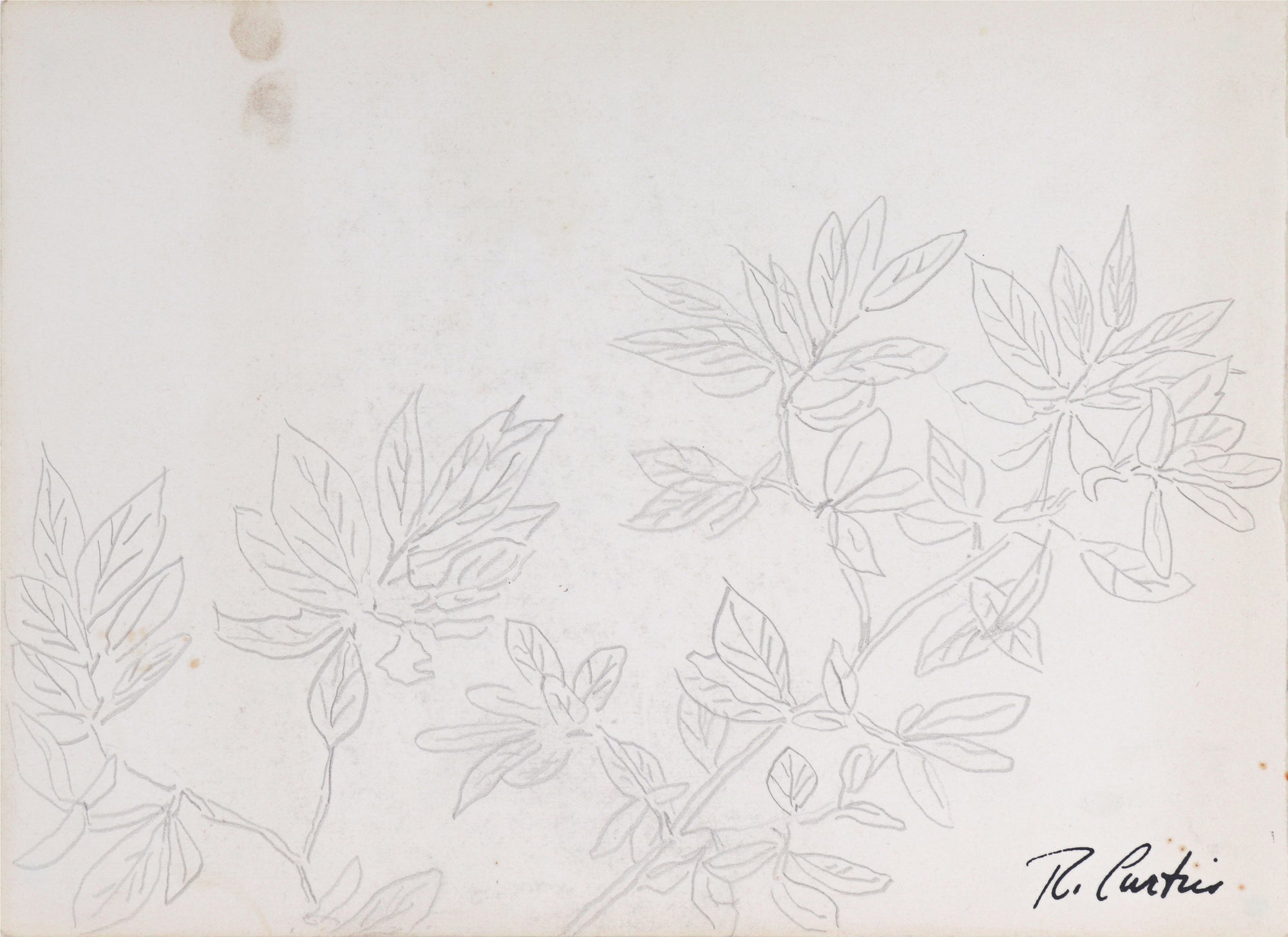Simple Botanical Drawing<br>Mid Century Graphite<br><br>#5322