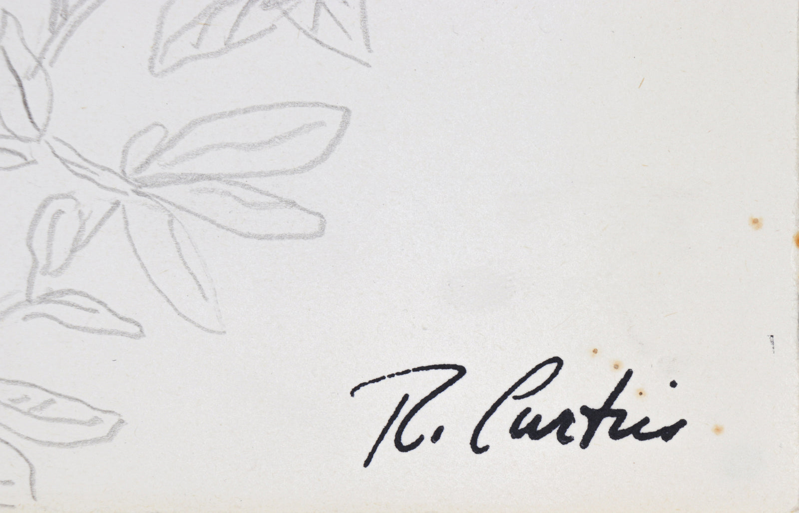 Simple Botanical Drawing<br>Mid Century Graphite<br><br>#5322