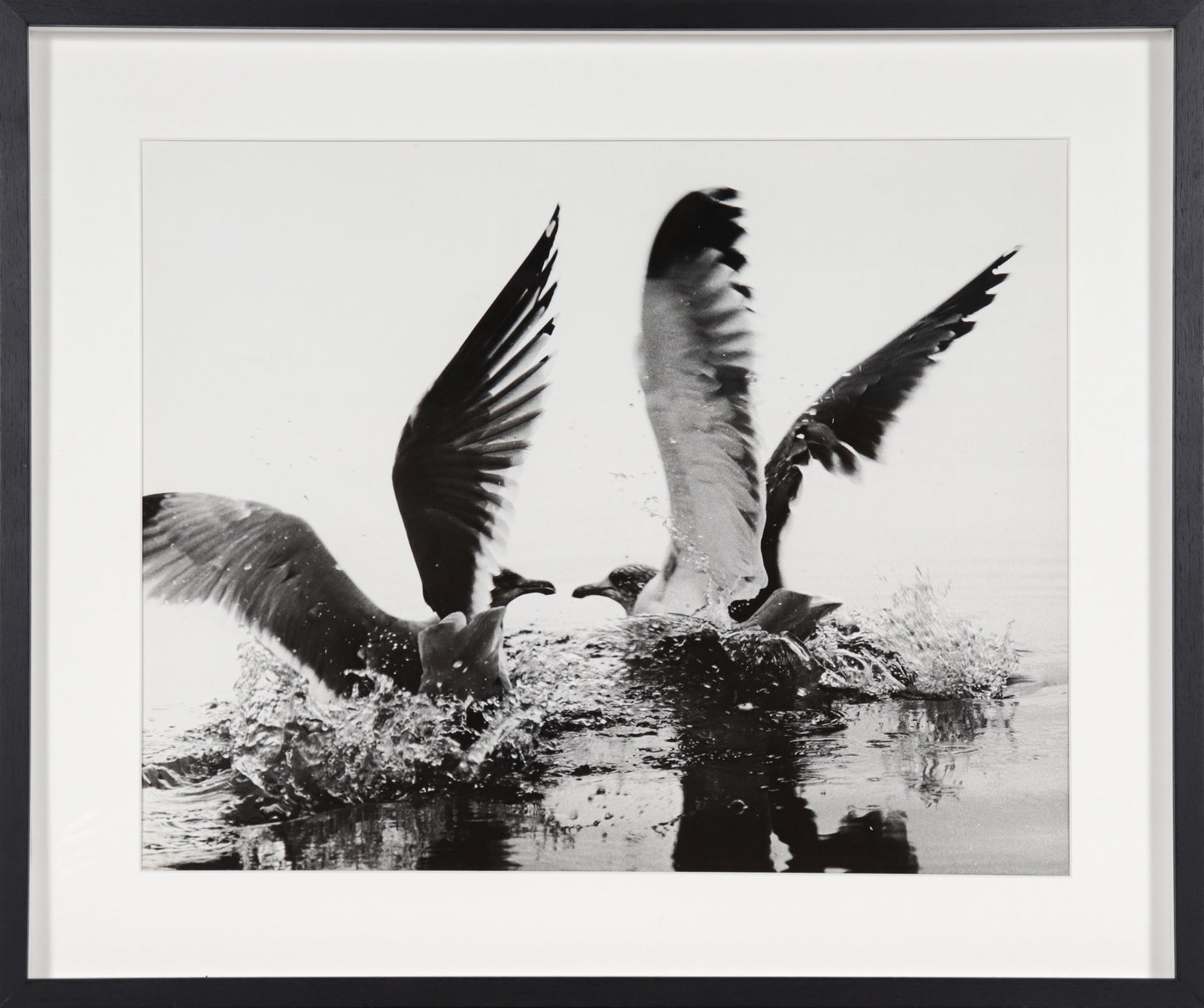 Birds on the Water <br>1971 Photograph <br><br>#7066