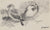 Two Birds Drawing <br>20th Century Graphite <br><br>#90478