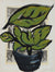 <i>Plant and Pot I</i><br>2017 Gouache on Antique Print<br><br>#95697