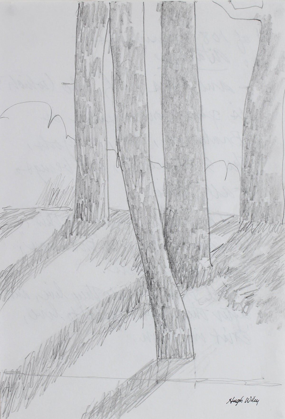 Trees in Afternoon Light &lt;br&gt;2004 Graphite &lt;br&gt;&lt;br&gt;#A1798