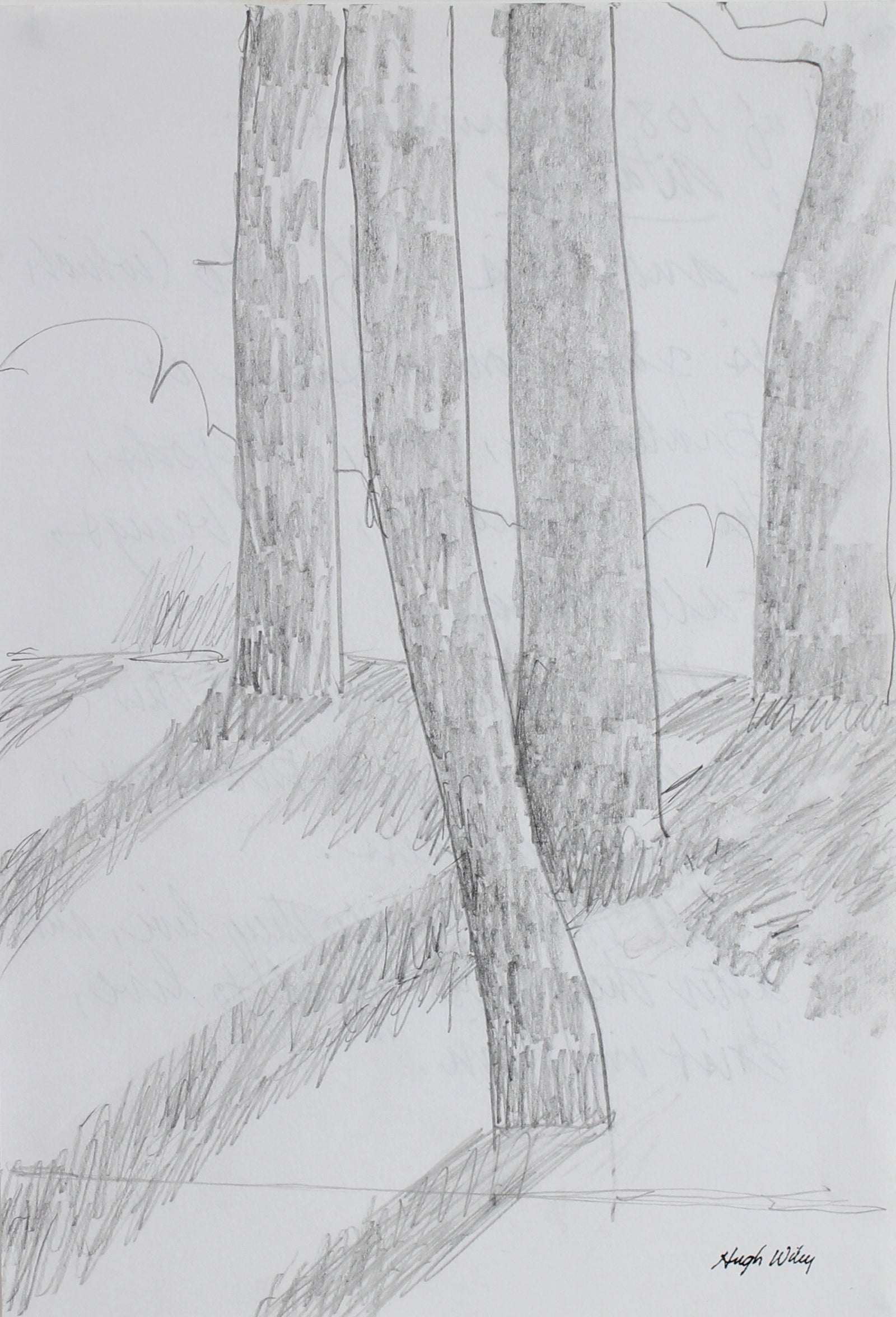 Trees in Afternoon Light <br>2004 Graphite <br><br>#A1798