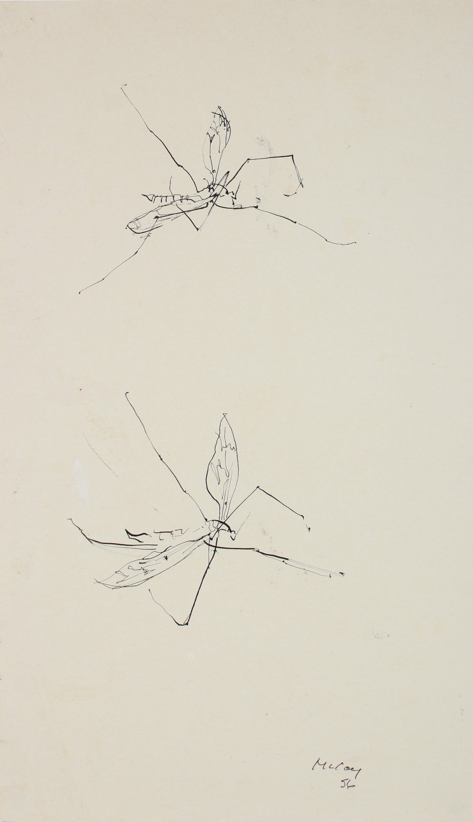 Loose Insect Sketch <br>1956 Ink <br><br>#A7199
