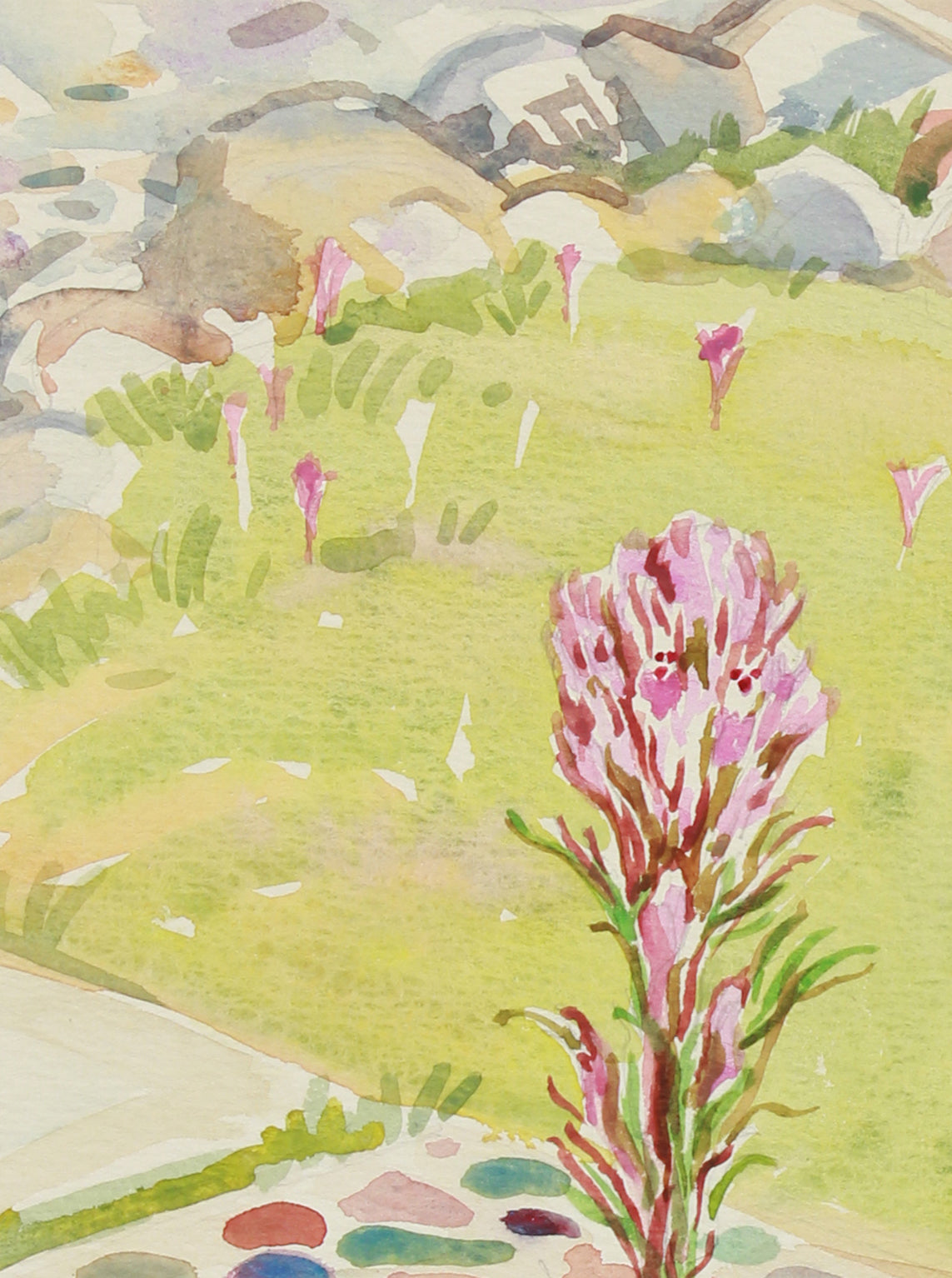 Owls Clover, California Wildflowers <br>20th Century Watercolor & Graphite <br><br>#A8032