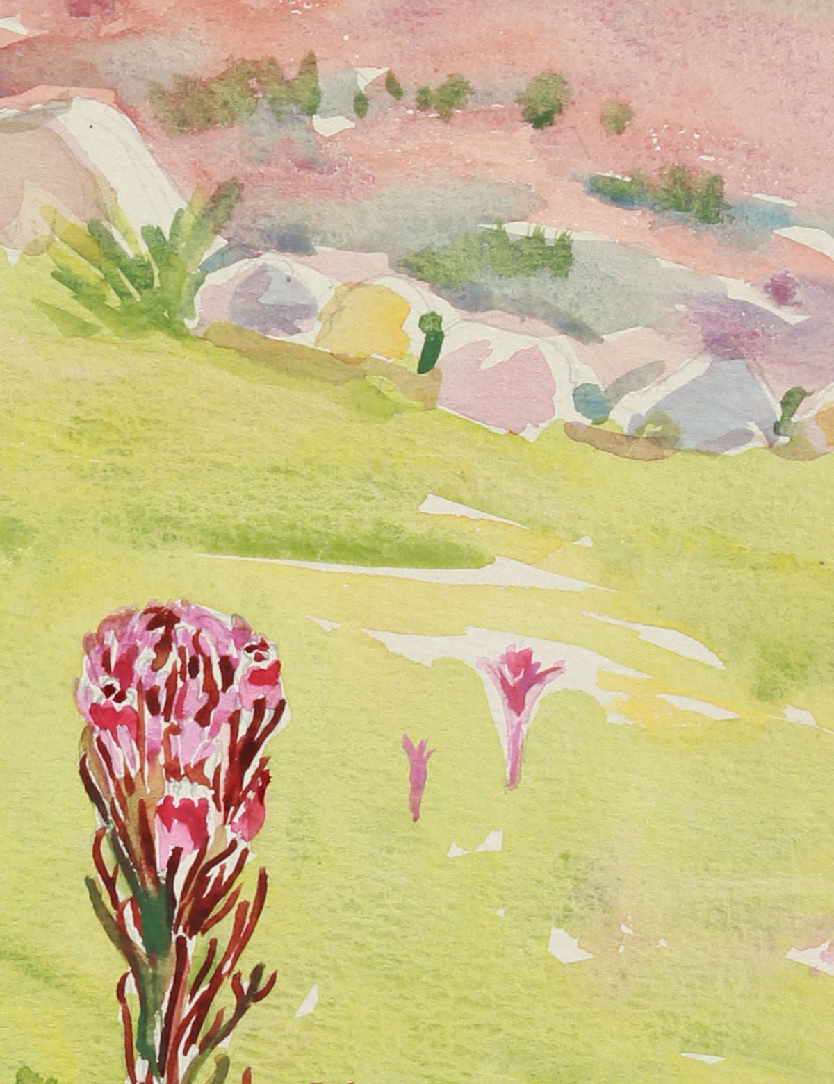 Owls Clover, California Wildflowers <br>20th Century Watercolor & Graphite <br><br>#A8032