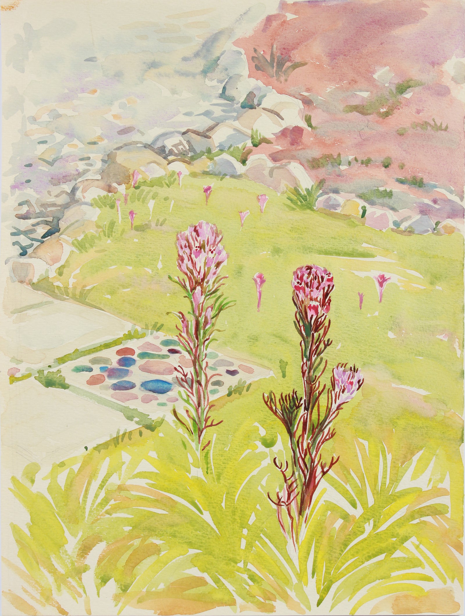 Owls Clover, California Wildflowers <br>20th Century Watercolor & Graphite <br><br>#A8032