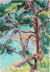 <i>Ancient Pines</i> <br> May 14, 1965 Watercolor <br><br>A3636