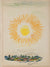 <I>Le soleil (The Sun)</i> <br>1940s Lithograph <br><br>#B1623