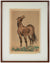 Majestic Wild Horse <br>Mid Century Ink & Watercolor <br><br>#B1969