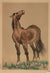 Majestic Wild Horse <br>Mid Century Ink & Watercolor <br><br>#B1969