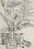 Floral Still Life with Bottle <br>Mid Century Ink & Graphite <br><br>#B4367