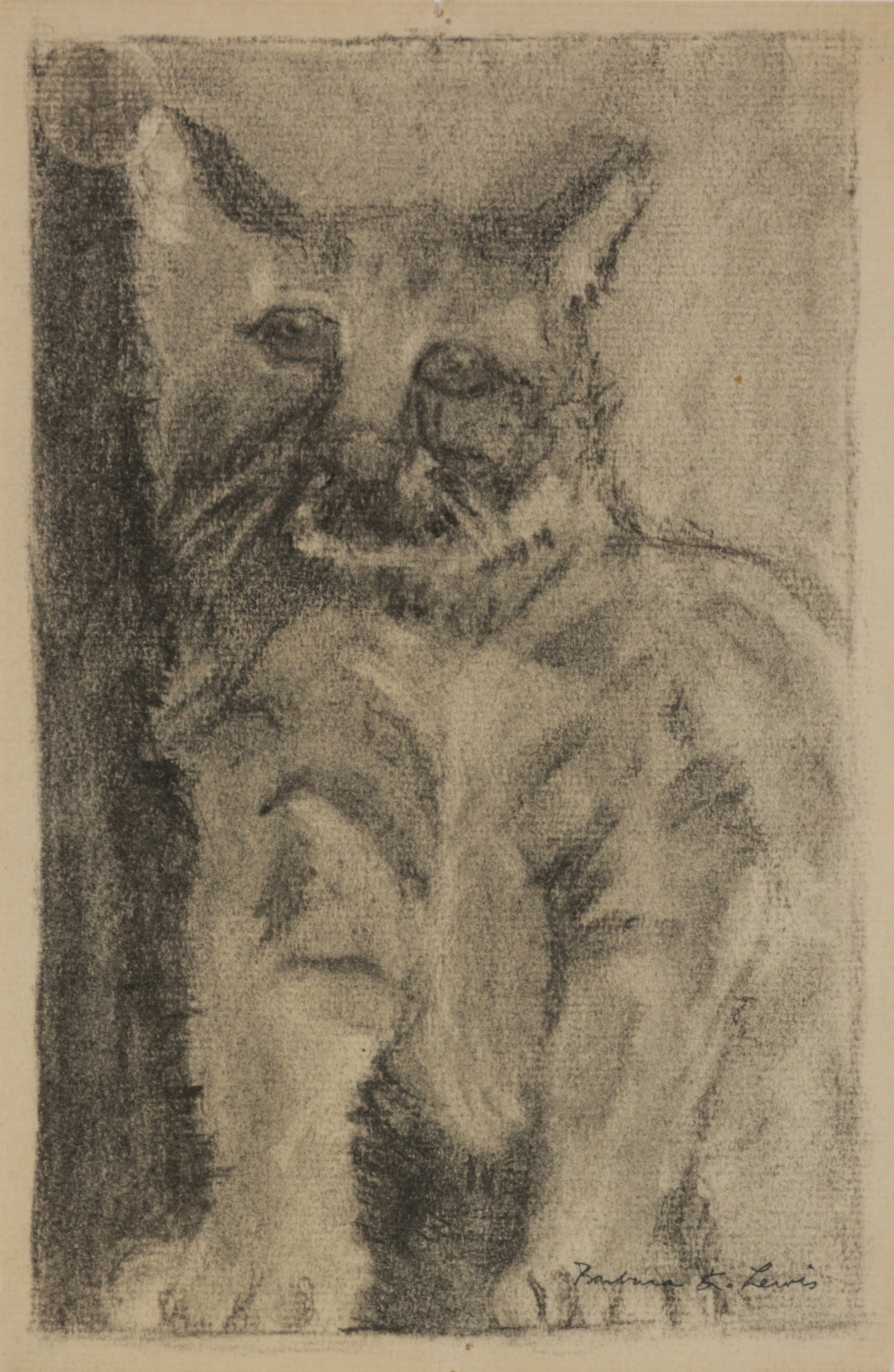 Charcoal Drawing of a Cat <br>1940s Charcoal <br><br>#B5533