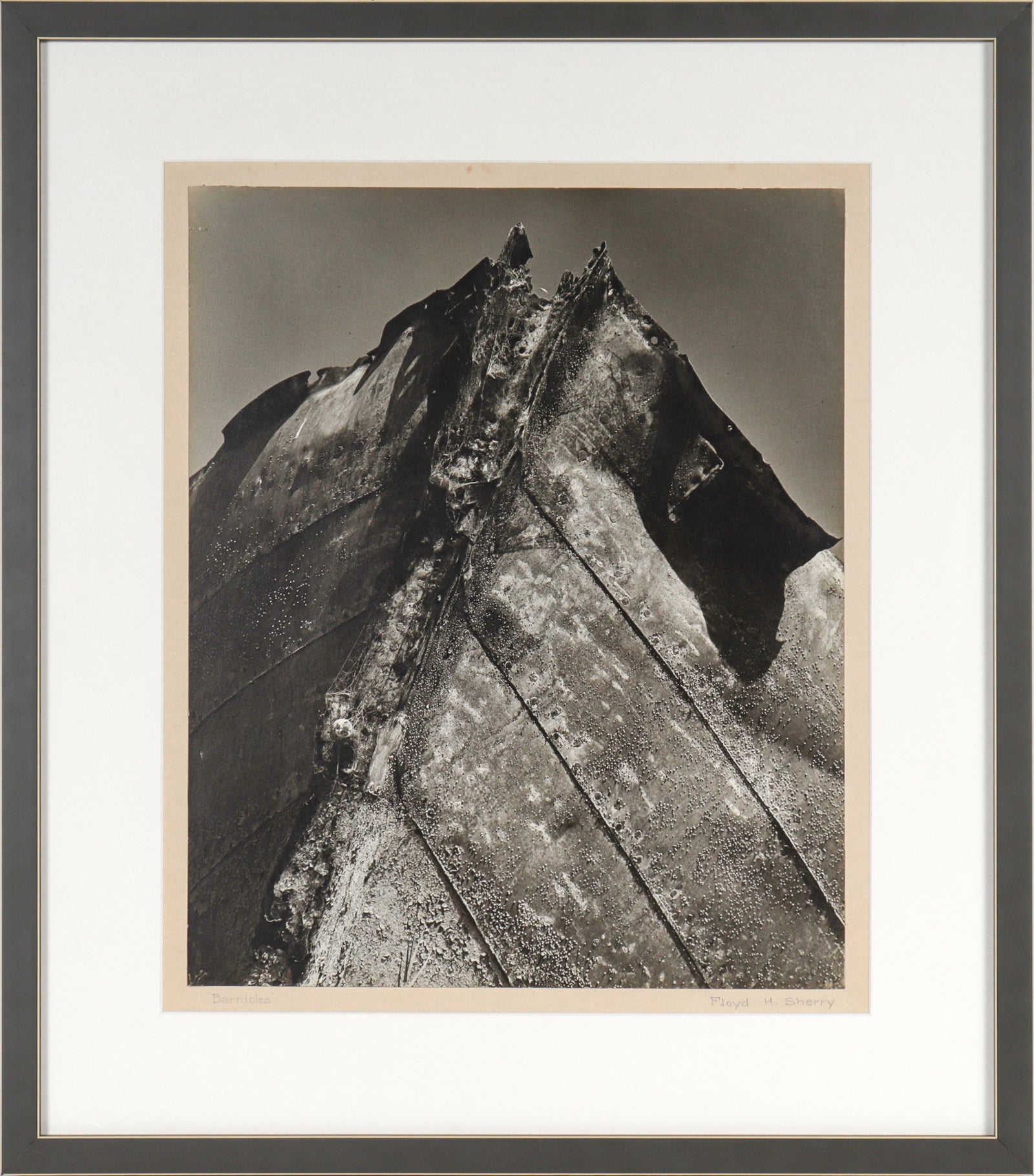 <i>Barnacles</i> <br>1958 Photograph <br><br>#C2160