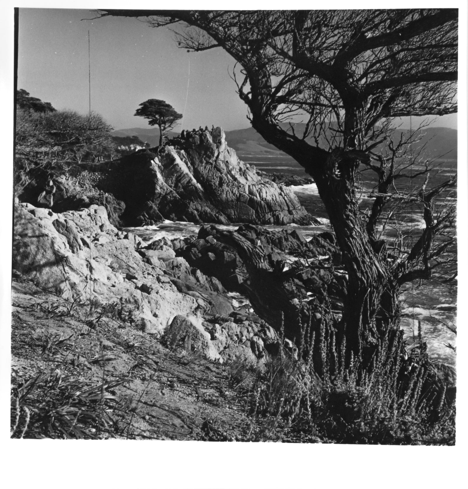 <i>Lone Cypress</i> <br>20th C. Photograph <br><br>#C2191