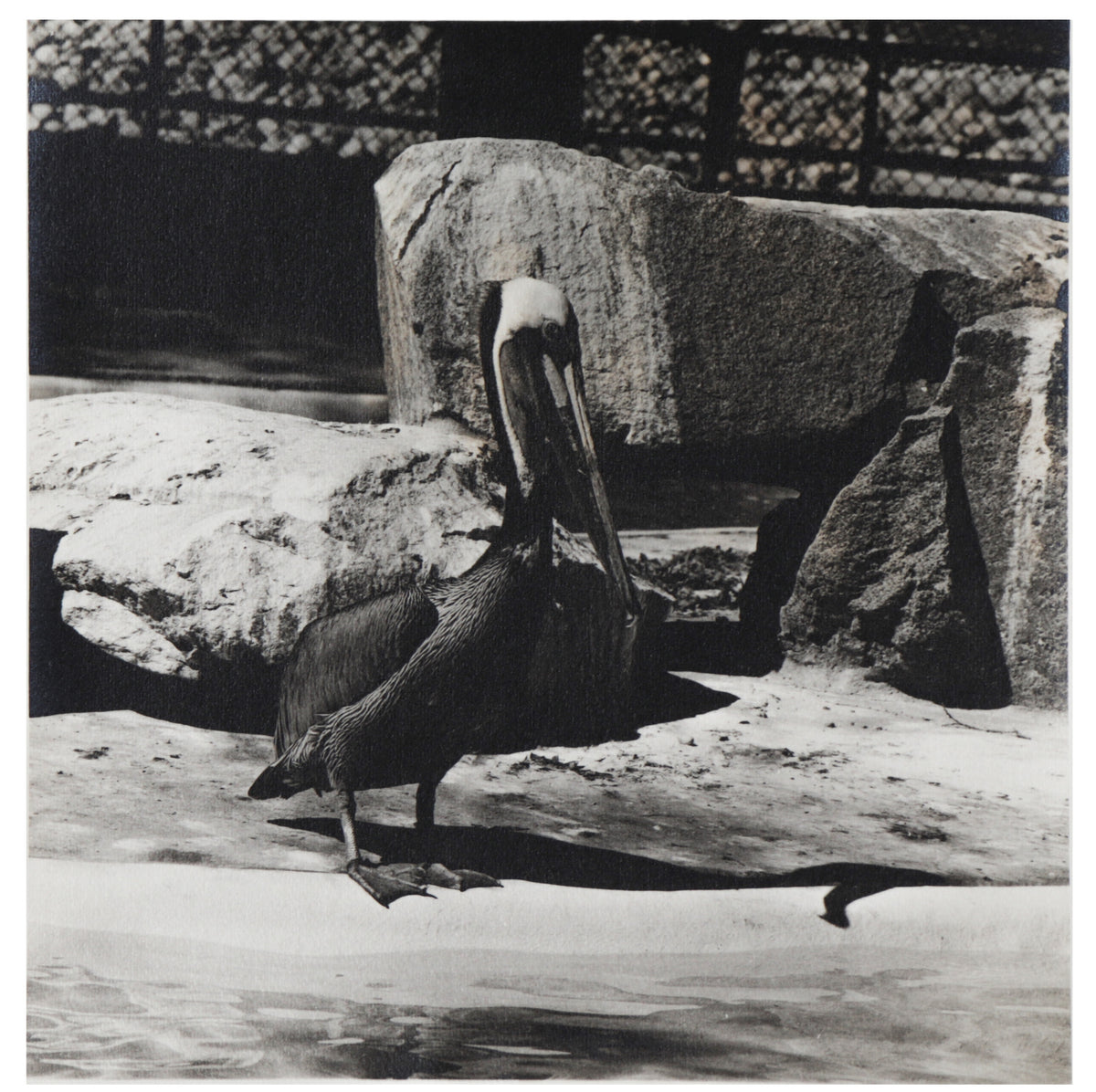 Pelican by the Rocks &lt;br&gt;20th C. Photograph&lt;br&gt;&lt;br&gt; #C2193