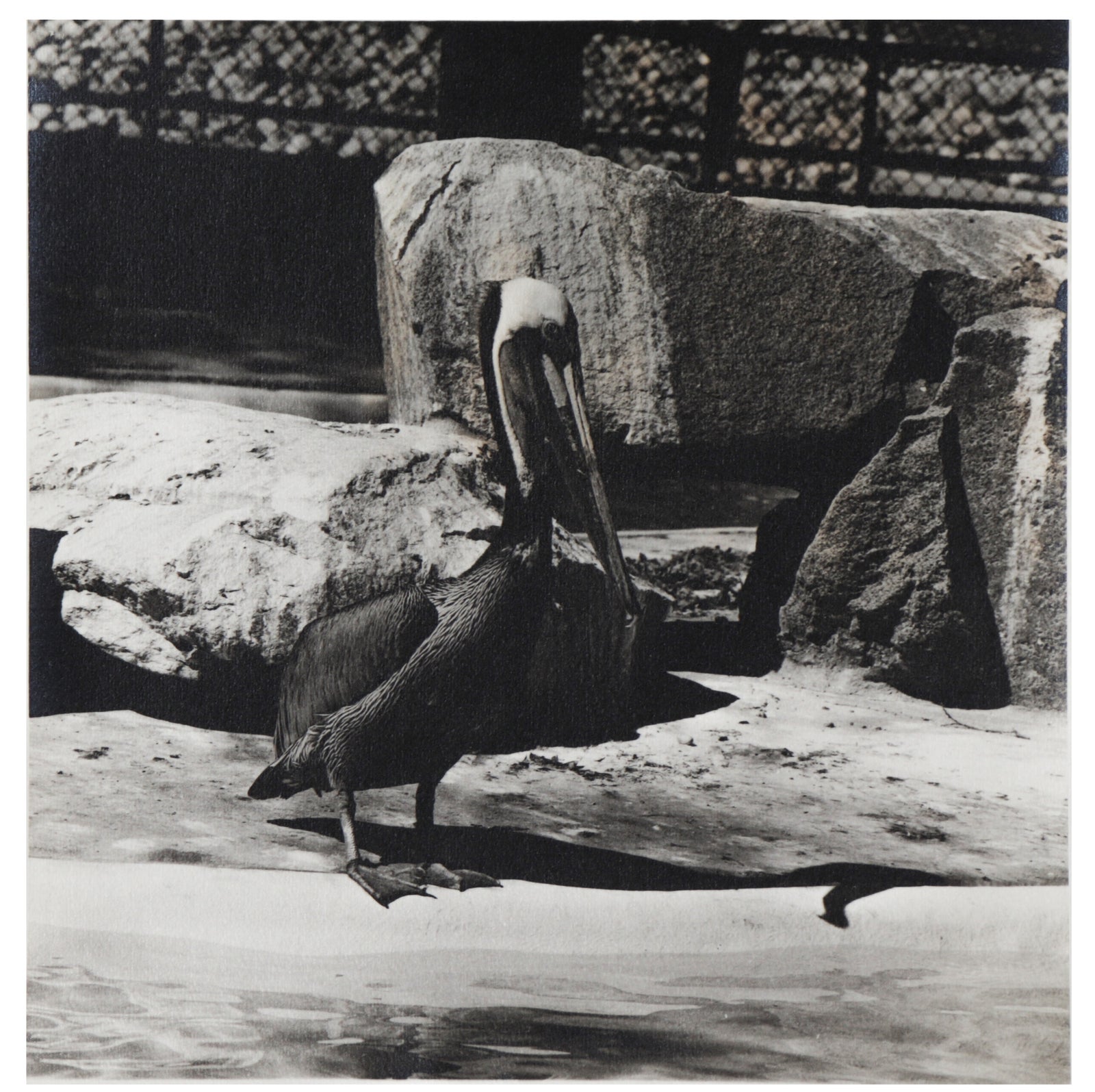 Pelican by the Rocks <br>20th C. Photograph<br><br> #C2193