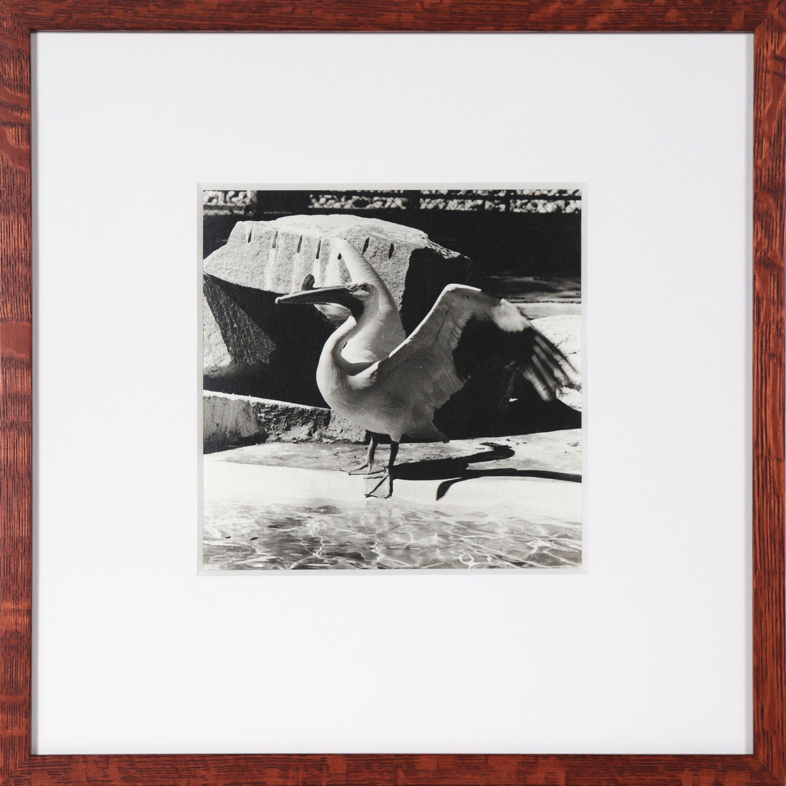 Pelican in the Sun <br>Mid Century Photograph <br><br>#C2235