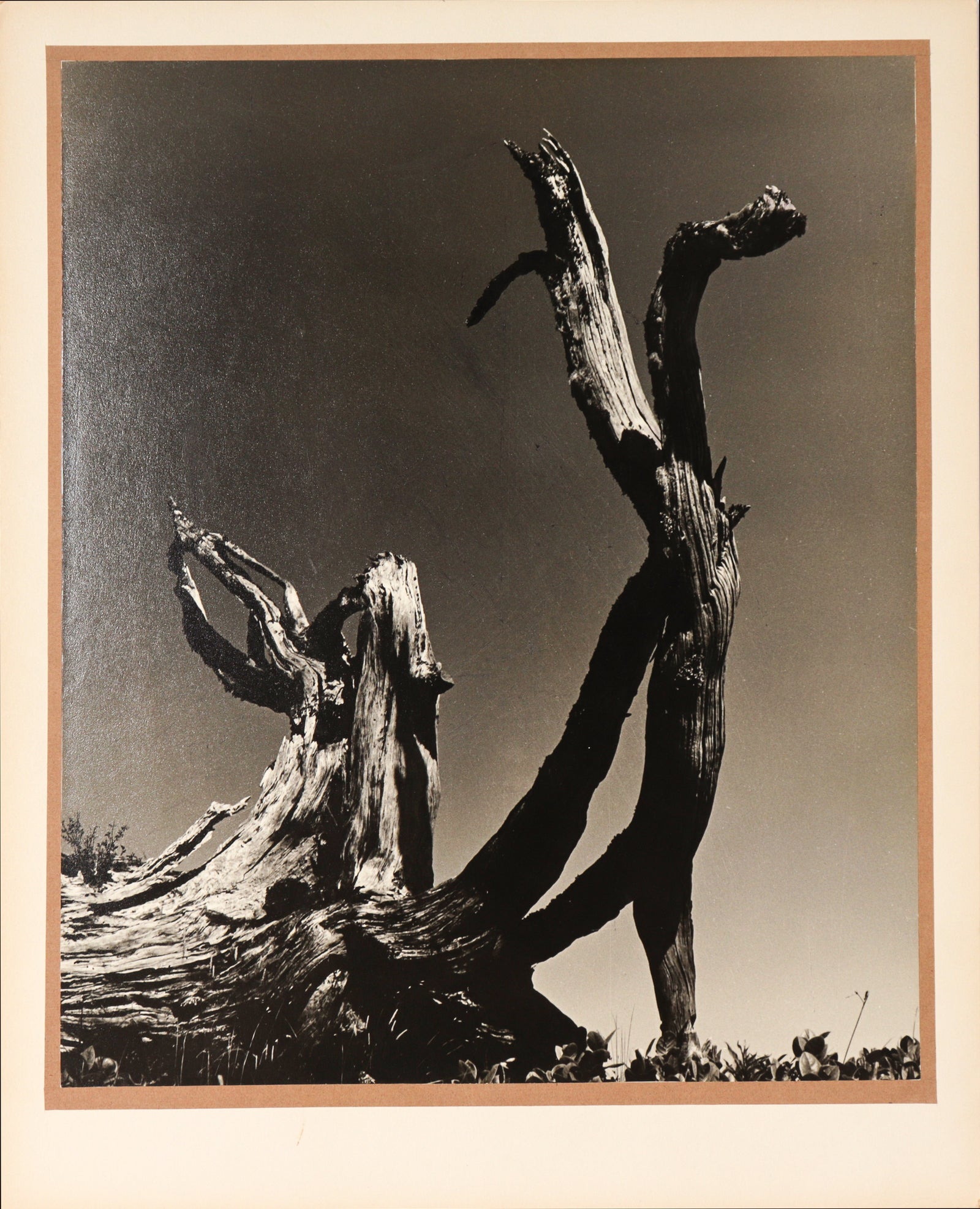 <i>Nature</I> <br>1968 Photograph <br><br>#C2377