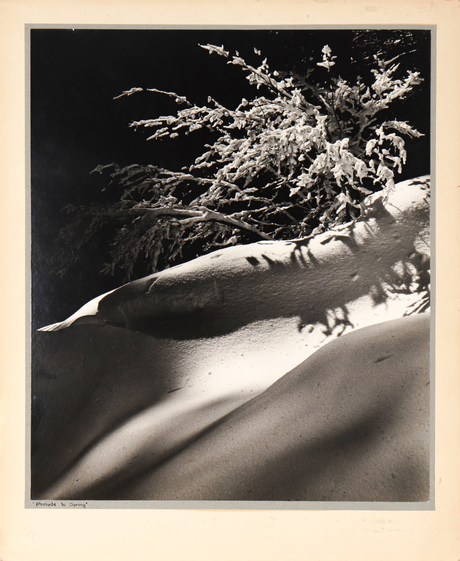 <i>Prelude to Spring</i> <br>1983 Photograph <br><br>#C2383
