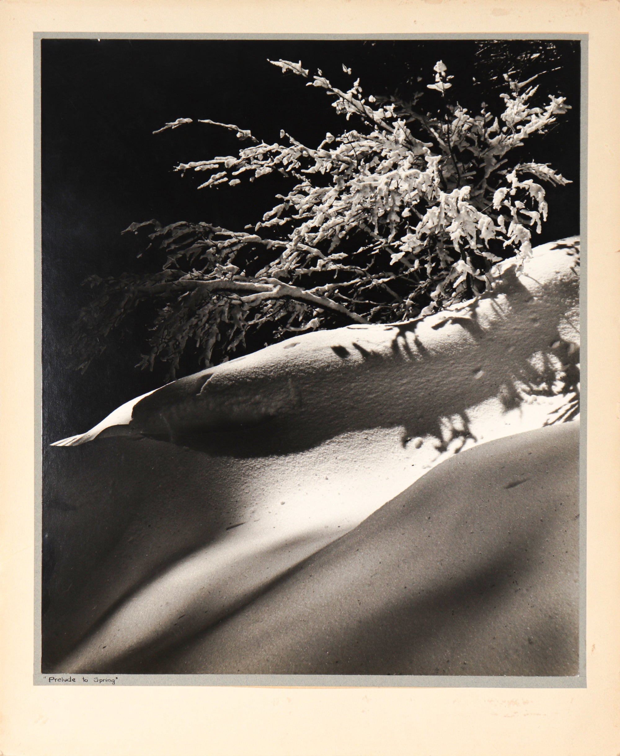 <i>Prelude to Spring</i> <br>1983 Photograph <br><br>#C2383