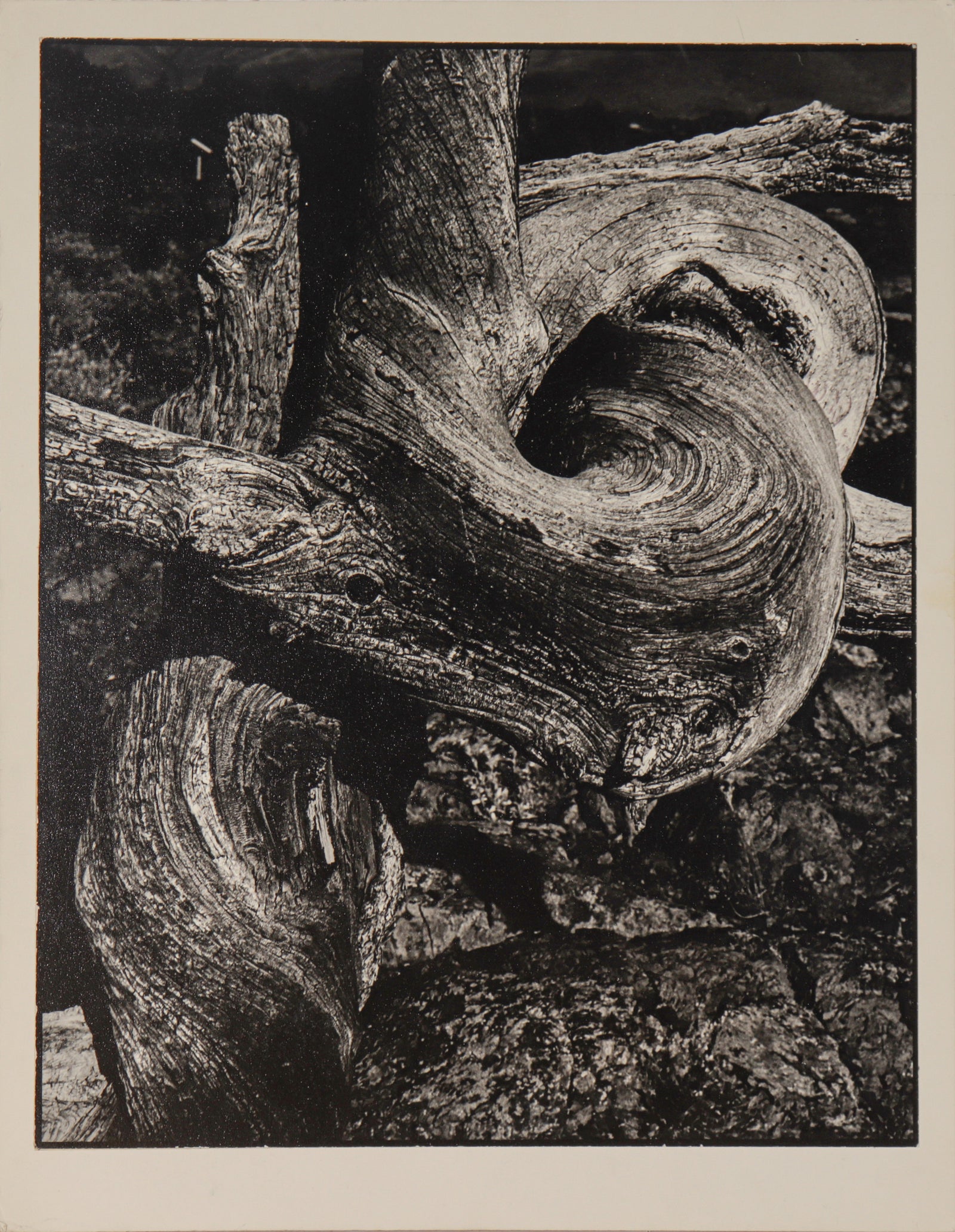 <i>All Twisted Up</i> <br>1976 Photograph <br><br>#C2385