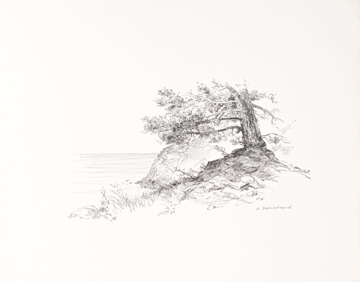 Tree Overlooking the Coast Study&lt;br&gt;20th Century Graphite&lt;br&gt;&lt;br&gt;#C2765
