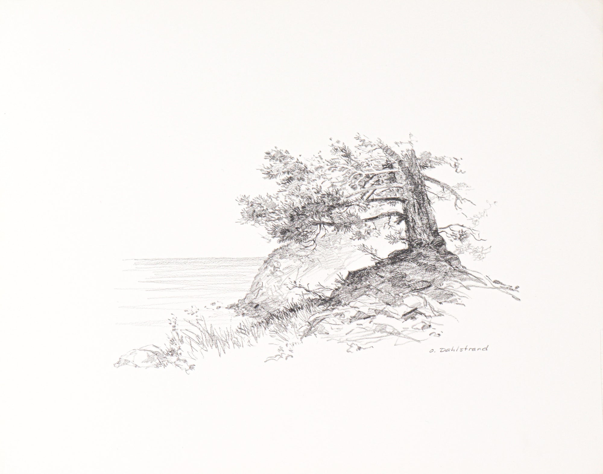 Tree Overlooking the Coast Study<br>20th Century Graphite<br><br>#C2765