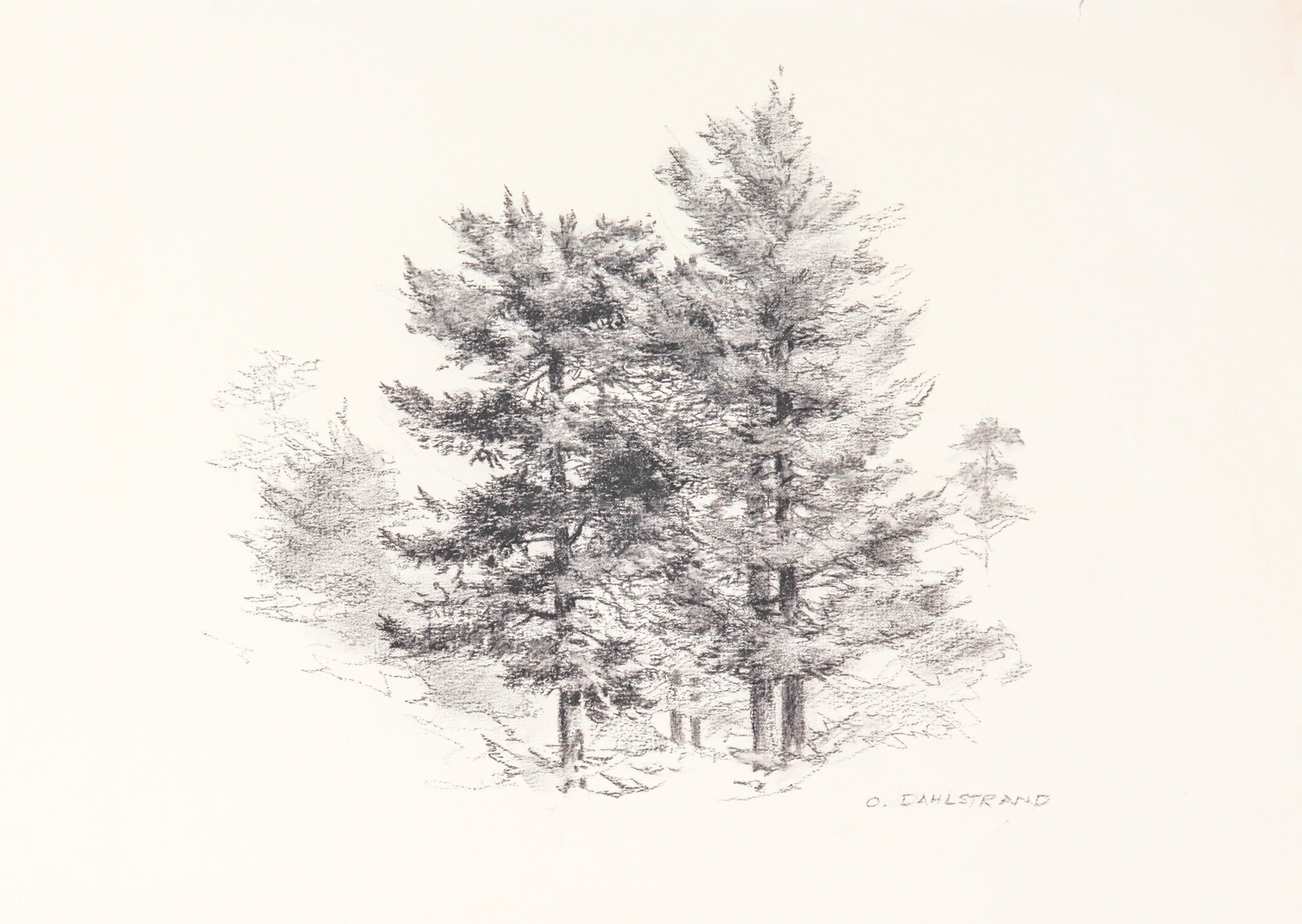 Pine Tree Sketch<br>1987 Charcoal <br><br>#C3098