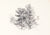 Pine Tree Sketch<br>1987 Charcoal <br><br>#C3098