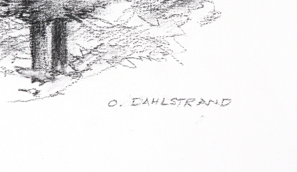 Pine Tree Sketch<br>1987 Charcoal <br><br>#C3098